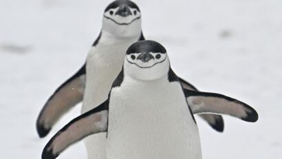 Cea mai mare colonie de pinguini din lume, pe cale de dispariție