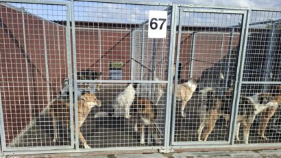 Brașov: Condiţii mai bune la Adăpostul Public pentru Animale din Triaj