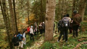 O mie de puieţi de molid vor fi plantaţi în zona Lacul Roşu, la poalele vârfului Ghilkoş