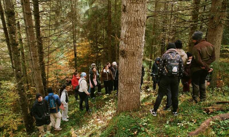 O mie de puieţi de molid vor fi plantaţi în zona Lacul Roşu, la poalele vârfului Ghilkoş
