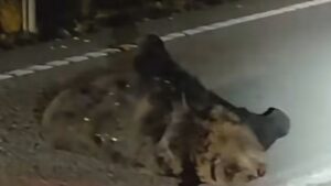 Noi incidente cu urși, în județul Mureș