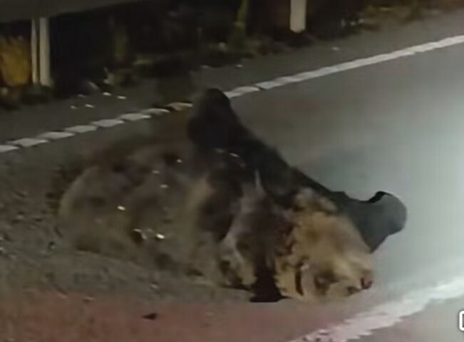 Noi incidente cu urși, în județul Mureș